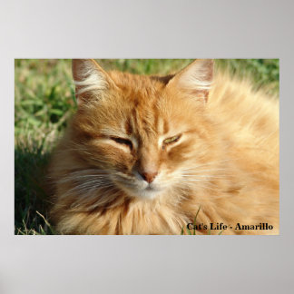 Kat: Amarillo Slaping Poster