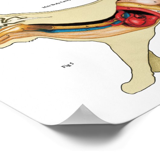 Kat Anatomie Poster Wall Chart (Hoek)