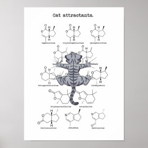 Kat-attractie Poster