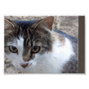 Kat bij het raam foto afdruk