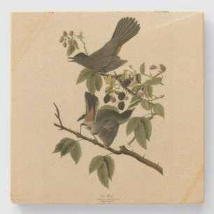 Kat Bird (Gray Catbird) Audubon's Birds of America Stenen Onderzetter