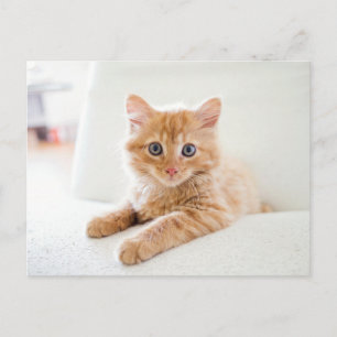 Kat Briefkaart