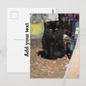 Kat Briefkaart (Voorkant / Achterkant)