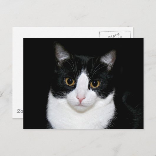 Kat Briefkaart (Voorkant / Achterkant)