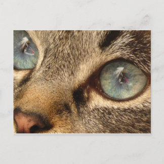 kat briefkaart