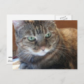 Kat Briefkaart (Voorkant / Achterkant)