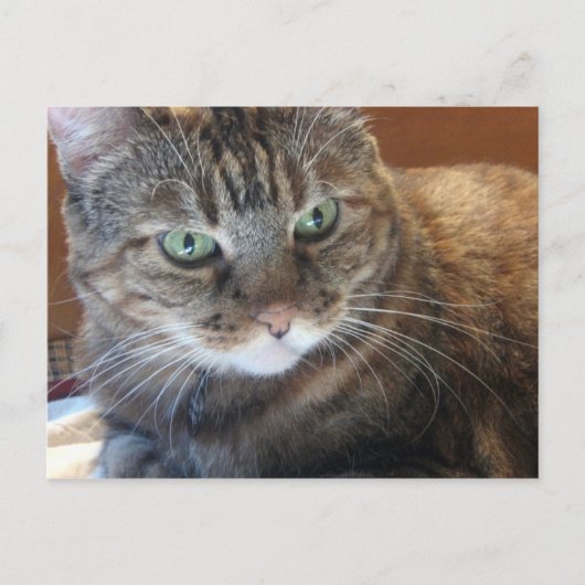 Kat Briefkaart (Voorkant)