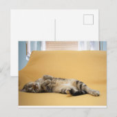 Kat briefkaart (Voorkant / Achterkant)