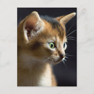kat briefkaart