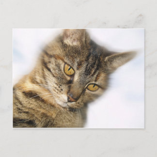 Kat Briefkaart