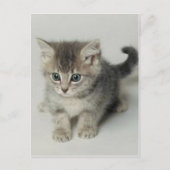 KAT BRIEFKAART (Voorkant)