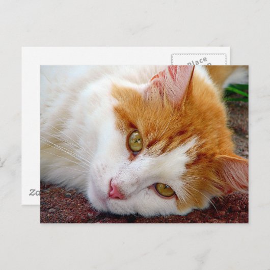 Kat Briefkaart (Voorkant / Achterkant)