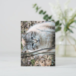 Kat Briefkaart