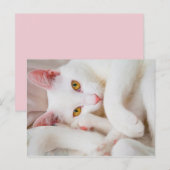 kat briefkaart (Voorkant / Achterkant)