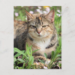 Kat Briefkaart