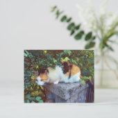 Kat Briefkaart (Staand voorkant)