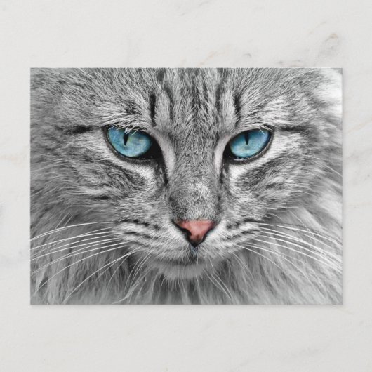 Kat Briefkaart (Voorkant)