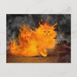 kat briefkaart