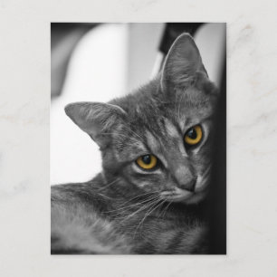 Kat Briefkaart
