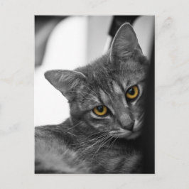 Kat Briefkaart