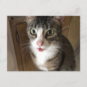 Kat Briefkaart