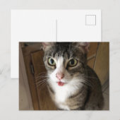 Kat Briefkaart (Voorkant / Achterkant)