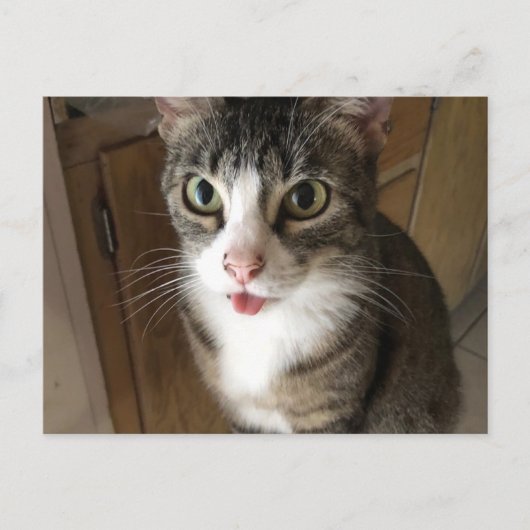 Kat Briefkaart (Voorkant)