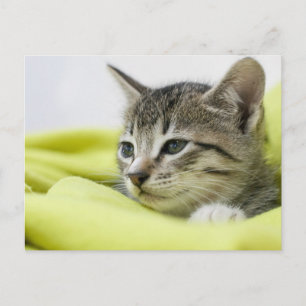 Kat Briefkaart