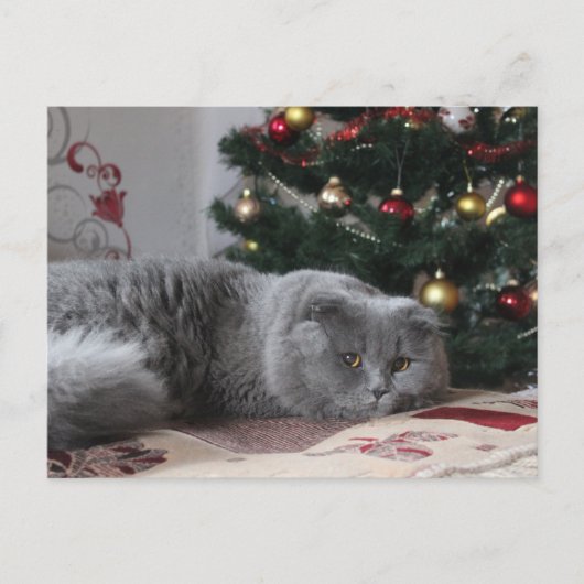 kat briefkaart (Voorkant)