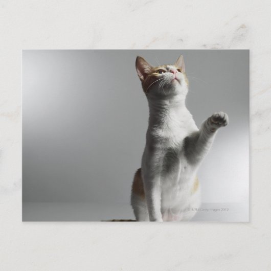 kat briefkaart (Voorkant)