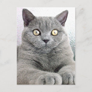 kat briefkaart