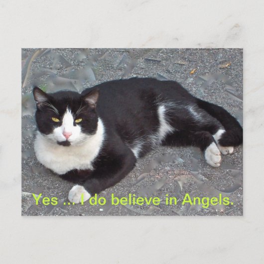 Kat-Briefkaart met gezegde van het humourus Briefkaart (Voorkant)