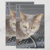 Kat Briefpapier (Voorkant / Achterkant)