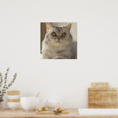 Kat, Brits kort haar, Feline Poster (Keuken)