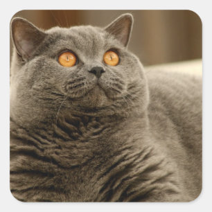 Kat: Britse Korthaar Kat Vierkante Sticker