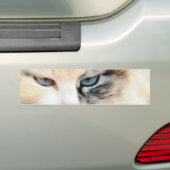 Kat Bumpersticker (Op auto)