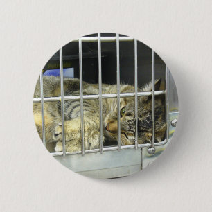 Kat Button 001 aannemen