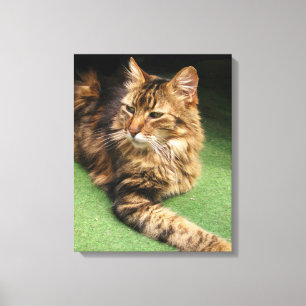 Kat Canvas Afdruk