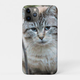 Kat iPhone 11 Pro Hoesje