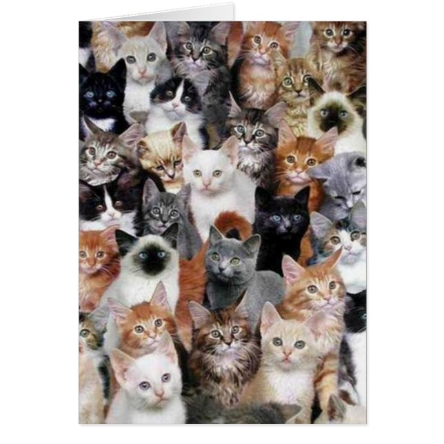 Kat Collage Card (Voorkant)