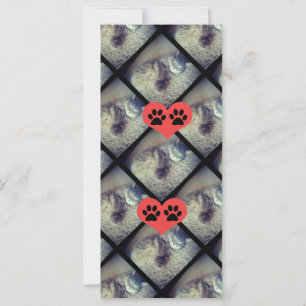 Kat Collage met PawPrints van Shirley Taylor