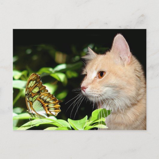 Kat curiositeit briefkaart (Voorkant)