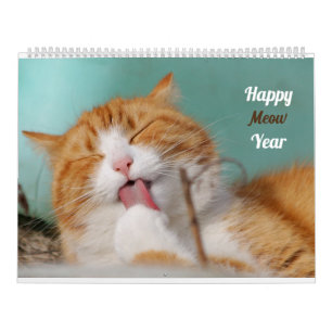 kat Cute Grappige Katten Schattige Kitten Huisdier Kalender