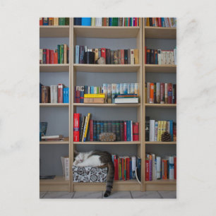Kat dat in boekenboeken in de boekenwinkel slapen briefkaart