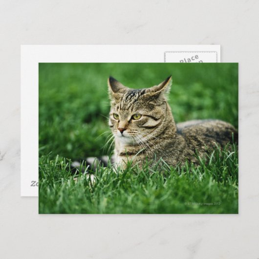 Kat dat in gras ligt briefkaart (Voorkant / Achterkant)