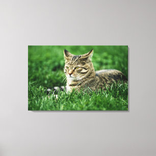 Kat dat in gras ligt canvas afdruk