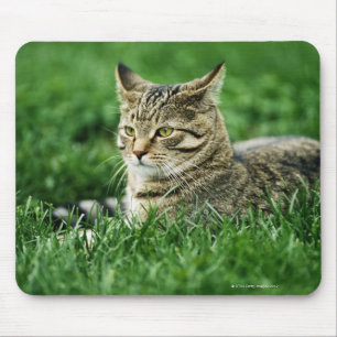 Kat dat in gras ligt muismat