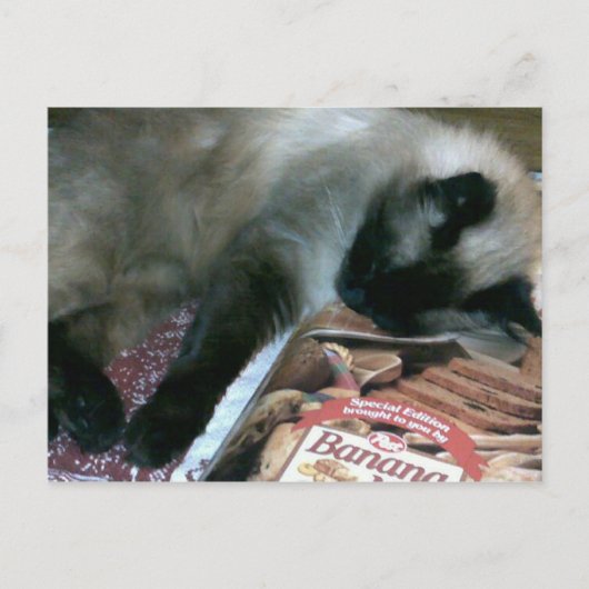 Kat dat op het Briefkaart van het Kookboek rust (Voorkant)