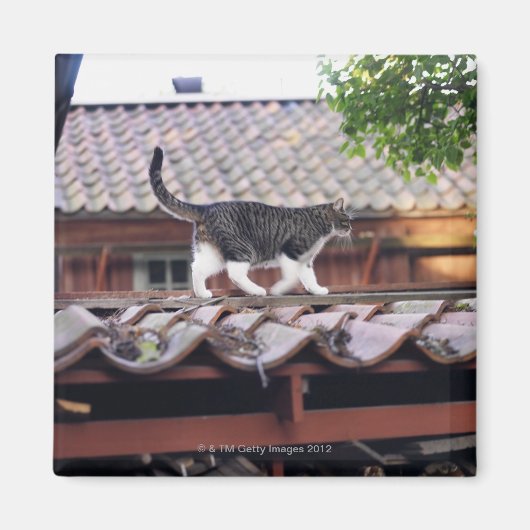 Kat dat op het dak van de schuur loopt magneet (Voorkant)