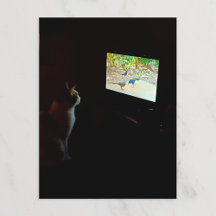 Kat die van zijn schermtijd houdt ansichtkaart